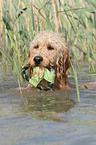 playing Goldendoodle