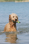 playing Goldendoodle