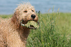 Goldendoodle Portrait