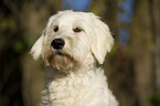 Goldendoodle Portrait