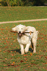 playing Goldendoodle