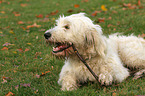 nibbling Goldendoodle