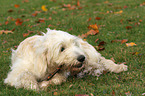 nibbling Goldendoodle