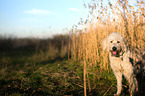 standing Goldendoodle