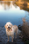 standing Goldendoodle