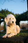 lying Goldendoodle