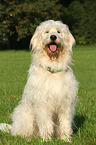 sitting Goldendoodle