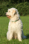 sitting Goldendoodle