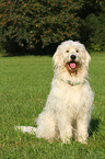 sitting Goldendoodle