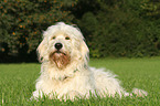 lying Goldendoodle