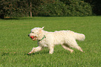 playing Goldendoodle