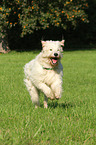 running Goldendoodle