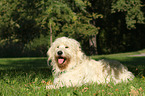 lying Goldendoodle