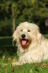 lying Goldendoodle