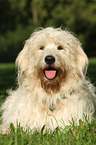 lying Goldendoodle