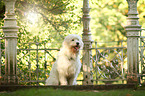 sitting Goldendoodle