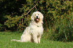 sitting Goldendoodle