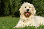 lying Goldendoodle