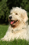 lying Goldendoodle