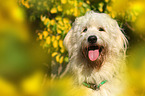 Goldendoodle Portrait