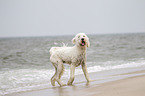 running Goldendoodle