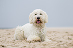 lying Goldendoodle