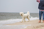 Goldendoodle