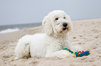 lying Goldendoodle