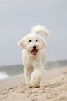 walking Goldendoodle