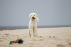 Goldendoodle