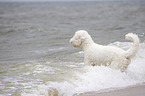 Goldendoodle in the water