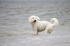 Goldendoodle in the water