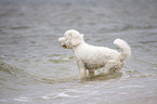 Goldendoodle in the water