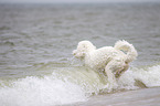 Goldendoodle in the water