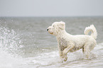 running Goldendoodle