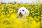 Goldendoodle in rape field