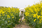 Goldendoodle in rape field