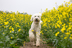 Goldendoodle in rape field