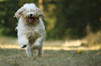 running Goldendoodle