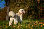 standing Goldendoodle