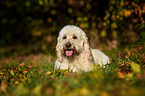 lying Goldendoodle