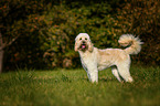standing Goldendoodle