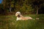 lying Goldendoodle