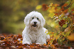 lying Goldendoodle