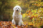 sitting Goldendoodle