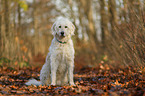 sitting Goldendoodle