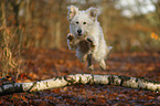 jumping Goldendoodle