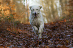 running Goldendoodle