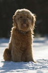 sitting Goldendoodle