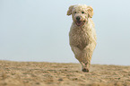 running Goldendoodle